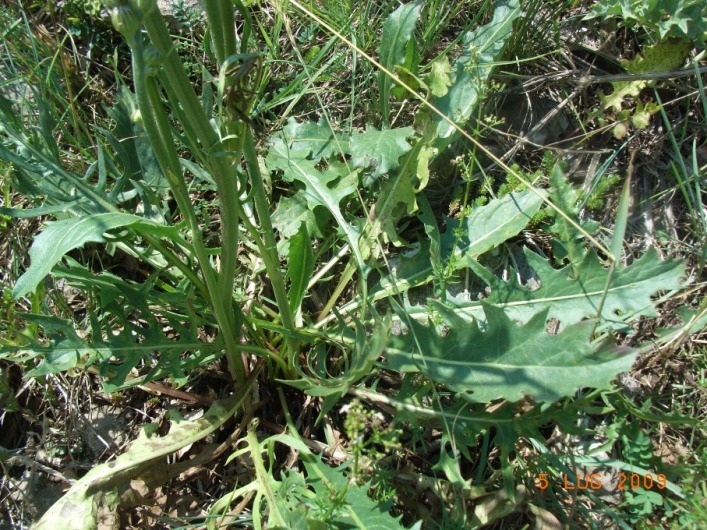Crepis lacera / Radicchiella laziale
